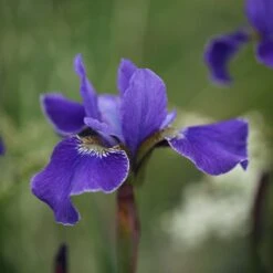 Iris 'Silver Edge' -KANG Plants Shop pl0000078299 card3 lg