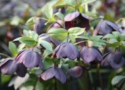 Helleborus × Hybridus 'Harvington Shades Of The Night' 5 Helleborus × Hybridus 'Harvington Shades Of The Night' -KANG Plants Shop pl2000003491 card2 lg