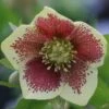 Helleborus × Hybridus Harvington Yellow Speckled 1 Helleborus × Hybridus Harvington Yellow Speckled -KANG Plants Shop pl2000003696