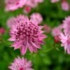 Astrantia 'Roma' (PBR) -KANG Plants Shop pl2000003711