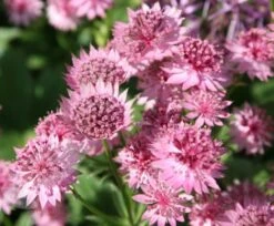 Astrantia 'Roma' (PBR) 11 Astrantia 'Roma' (PBR) -KANG Plants Shop pl2000003711 card4 lg