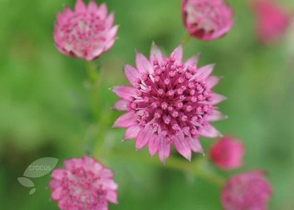 Astrantia 'Roma' (PBR) 8 Astrantia 'Roma' (PBR) - Image 6
