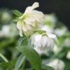 Helleborus Hybridus Harvington Double White -KANG Plants Shop pl2000004638