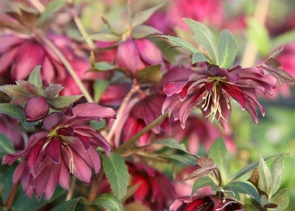 Helleborus × Hybridus Harvington Double Red 4 Helleborus × Hybridus Harvington Double Red - Image 2