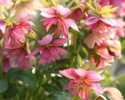 Helleborus × Hybridus Harvington Double Pink -KANG Plants Shop pl2000004640 card2 lg