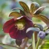 Helleborus × Hybridus Harvington Smokey Blues -KANG Plants Shop pl2000004641
