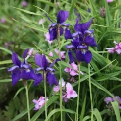 Iris 'Caesar's Brother' -KANG Plants Shop pl2000005271 card3 lg