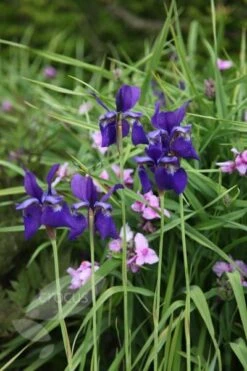 Iris 'Caesar's Brother' -KANG Plants Shop pl2000005271 card4 lg