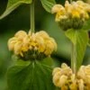 Phlomis Russeliana -KANG Plants Shop pl2000005933