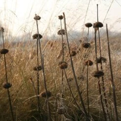 Phlomis Russeliana -KANG Plants Shop pl2000005933 card3 lg