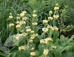Phlomis Russeliana -KANG Plants Shop pl2000005933 card6 lg
