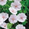 Geranium Sanguineum Var. Striatum 2 Geranium Sanguineum Var. Striatum -KANG Plants Shop pl2000007127