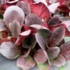 Bergenia 'Overture' -KANG Plants Shop pl2000009796