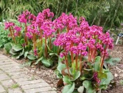 Bergenia 'Overture' -KANG Plants Shop pl2000009796 card2 lg