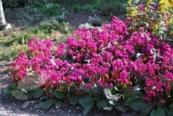 Bergenia 'Overture' -KANG Plants Shop pl2000009796 card4 lg