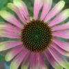 Echinacea 'Green Envy' (PBR) 1 Echinacea 'Green Envy' (PBR) -KANG Plants Shop pl2000010635