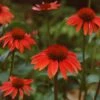 Echinacea 'Sundown' (PBR) (Big Sky Series) -KANG Plants Shop pl2000010641