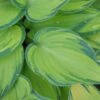 Hosta (Tardiana Group) 'June' -KANG Plants Shop pl2000010755