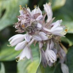 Hosta (Tardiana Group) 'June' -KANG Plants Shop pl2000010755 card3 lg