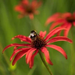 Echinacea 'Tomato Soup' (PBR) -KANG Plants Shop pl2000011202 card3 lg
