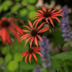 Echinacea 'Tomato Soup' (PBR) -KANG Plants Shop pl2000011202 card4 lg