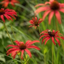 Echinacea 'Tomato Soup' (PBR) -KANG Plants Shop pl2000011202 card5 lg