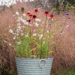 Oenothera Lindheimeri 'Whirling Butterflies' -KANG Plants Shop pl2000012365 card3 lg