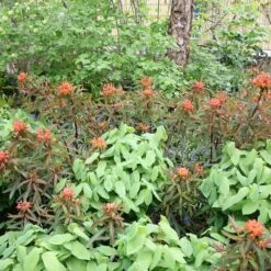 Euphorbia Griffithii 'Fireglow' 6 Euphorbia Griffithii 'Fireglow' -KANG Plants Shop pl2000012387 card2 lg