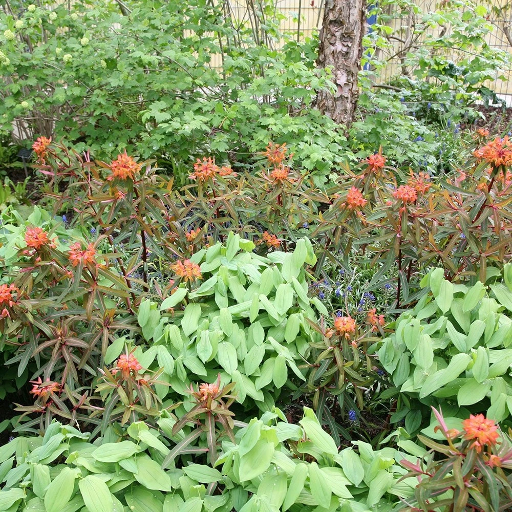 Euphorbia Griffithii 'Fireglow' 4 Euphorbia Griffithii 'Fireglow' - Image 2