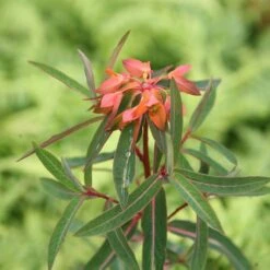 Euphorbia Griffithii 'Fireglow' 7 Euphorbia Griffithii 'Fireglow' -KANG Plants Shop pl2000012387 card3 lg