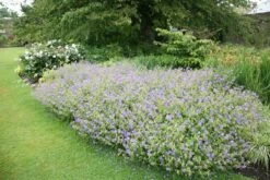 Geranium × Johnsonii 'Johnson's Blue' 7 Geranium × Johnsonii 'Johnson's Blue' -KANG Plants Shop pl2000012646 card2 lg