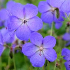 Geranium × Johnsonii 'Johnson's Blue' 9 Geranium × Johnsonii 'Johnson's Blue' -KANG Plants Shop pl2000012646 card5 lg