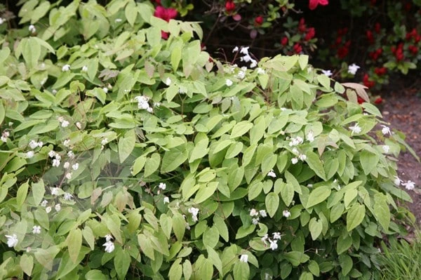 Epimedium × Youngianum 'Niveum' 5 Epimedium × Youngianum 'Niveum' - Image 3