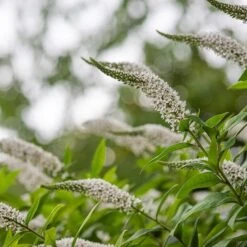 Lysimachia Clethroides -KANG Plants Shop pl2000012743 card5 lg