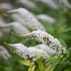 Lysimachia Clethroides -KANG Plants Shop pl2000012743 card6 lg