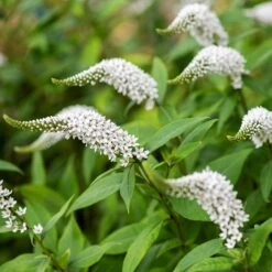 Lysimachia Clethroides -KANG Plants Shop pl2000012743 card7 lg