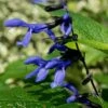 Salvia Guaranitica 'Black And Blue'
