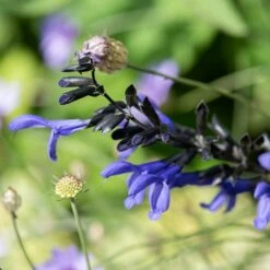 Salvia Guaranitica 'Black And Blue' -KANG Plants Shop pl2000012792 card2 lg