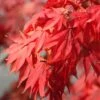Acer Palmatum