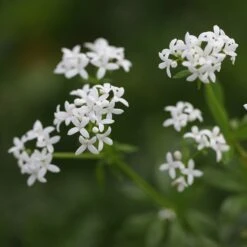 Galium Odoratum