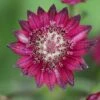 Astrantia 'Hadspen Blood'