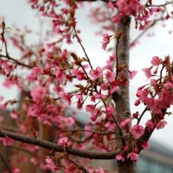 Prunus 'Kursar' 7 Prunus 'Kursar' -KANG Plants Shop pl2000014026 card2 lg