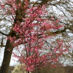 Prunus 'Kursar' 8 Prunus 'Kursar' -KANG Plants Shop pl2000014026 card3 lg