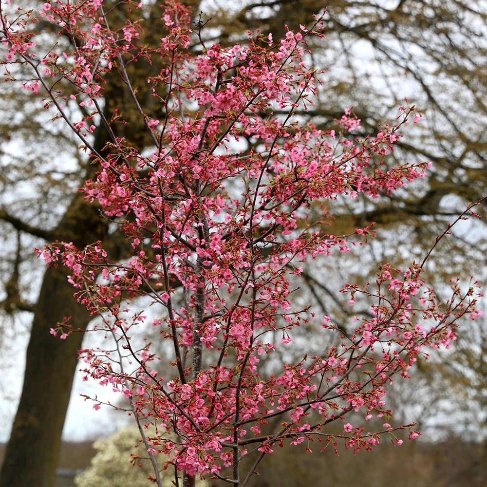 Prunus 'Kursar' 5 Prunus 'Kursar' - Image 3