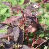 Persicaria Microcephala 'Red Dragon' (PBR)