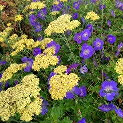 Geranium Rozanne ('Gerwat') (PBR) -KANG Plants Shop pl2000015974 card2 lg