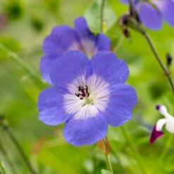 Geranium Rozanne ('Gerwat') (PBR) -KANG Plants Shop pl2000015974 card3 lg