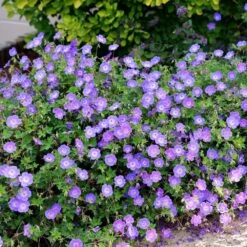 Geranium Rozanne ('Gerwat') (PBR) -KANG Plants Shop pl2000015974 card5 lg