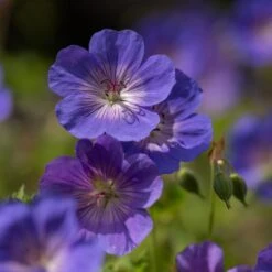 Geranium Rozanne ('Gerwat') (PBR) -KANG Plants Shop pl2000015974 card6 lg