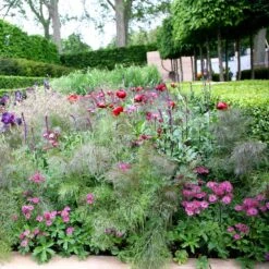 Foeniculum Vulgare 'Purpureum' 5 Foeniculum Vulgare 'Purpureum' -KANG Plants Shop pl2000017269 card2 lg